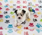 Small #12 Papitese