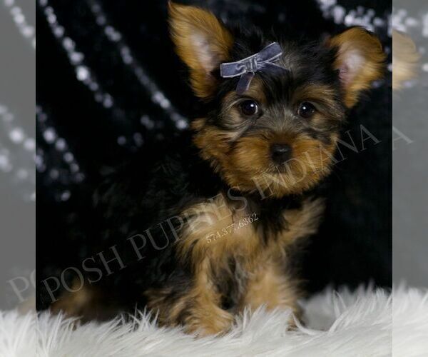 Medium Photo #2 Yorkshire Terrier Puppy For Sale in WARSAW, IN, USA