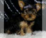 Small #1 Yorkshire Terrier