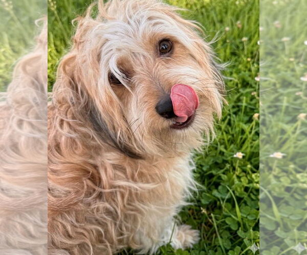 Medium Photo #2 Mutt Puppy For Sale in Newport Beach, CA, USA