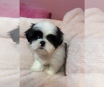 Small Photo #21 Shih Tzu Puppy For Sale in VENETA, OR, USA