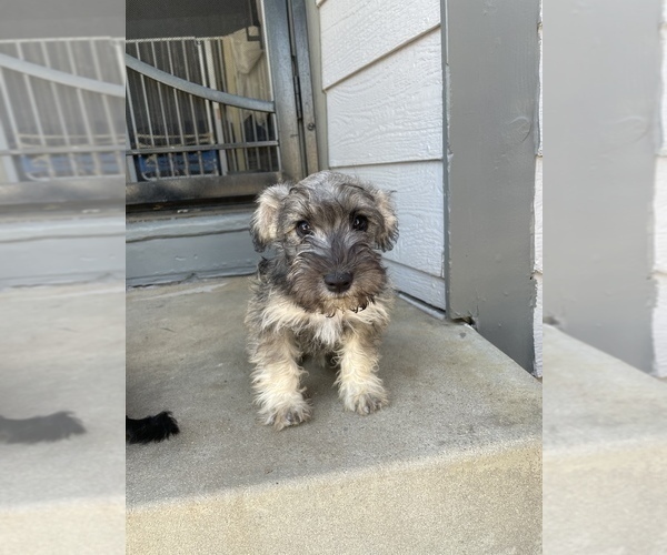 Medium Photo #2 Schnoodle (Miniature) Puppy For Sale in BAKERSFIELD, CA, USA