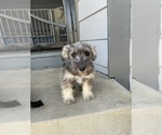 Small Photo #2 Schnoodle (Miniature) Puppy For Sale in BAKERSFIELD, CA, USA