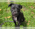 Small #1 American Pit Bull Terrier