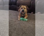 Small #1 American Pit Bull Terrier Mix