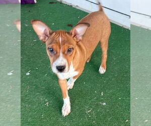 American Pit Bull Terrier-Unknown Mix Dogs for adoption in MIDWAY, UT, USA
