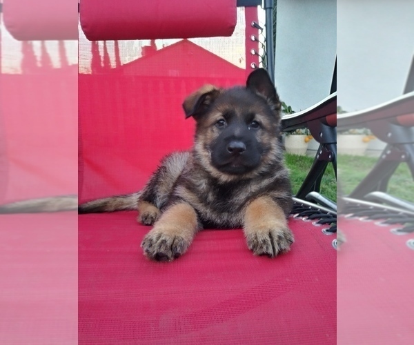 Medium Photo #1 German Shepherd Dog Puppy For Sale in N HIGHLANDS, CA, USA