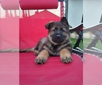 Small Photo #1 German Shepherd Dog Puppy For Sale in N HIGHLANDS, CA, USA
