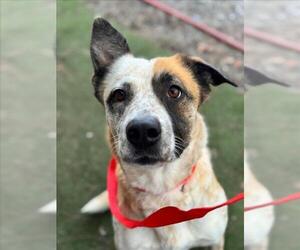Texas Heeler-Unknown Mix Dogs for adoption in Woodland, CA, USA