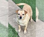 Small #1 Chiweenie