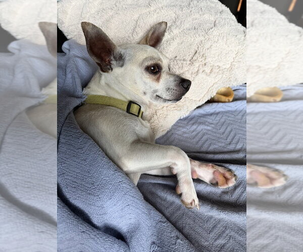 Medium Photo #4 Chihuahua-Unknown Mix Puppy For Sale in Lakewood, CO, USA