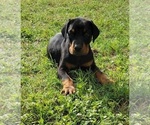 Small Photo #1 Doberman Pinscher Puppy For Sale in BRIDGEPORT, TX, USA