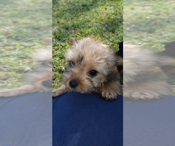 Medium Photo #5 Shorkie Tzu Puppy For Sale in NEVADA, TX, USA