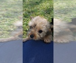 Small Photo #5 Shorkie Tzu Puppy For Sale in NEVADA, TX, USA
