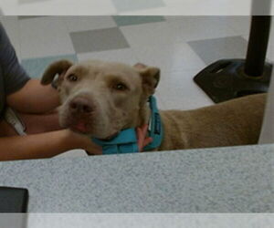 American Pit Bull Terrier-Unknown Mix Dogs for adoption in Oklahoma City, OK, USA