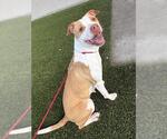 HONEYBUN - Female Mutt Dog for Adoption - Small photo
