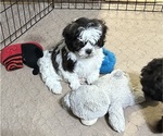 Small #3 ShihPoo