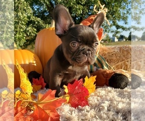 French Bulldog Puppy for sale in BOSTON, KY, USA