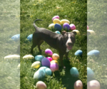 Small #15 American Pit Bull Terrier Mix