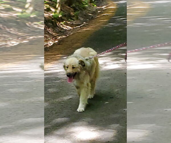 Medium Photo #7 Great Pyrenees-Unknown Mix Puppy For Sale in Croydon, NH, USA