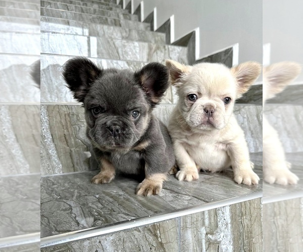 Medium Photo #11 French Bulldog Puppy For Sale in AGOURA HILLS, CA, USA