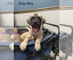 Puppy Gray collar Mastiff