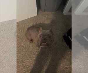 Medium Bulldog Mix
