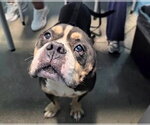 Small #1 American Pit Bull Terrier