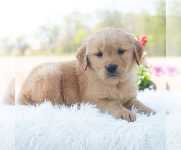 Medium Photo #4 Golden Retriever Puppy For Sale in NEWPORT, PA, USA