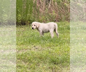 Labrador Retriever Puppy for sale in GLENNVILLE, GA, USA