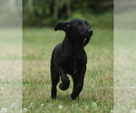 Small #4 German Shepherd Dog-Retriever  Mix