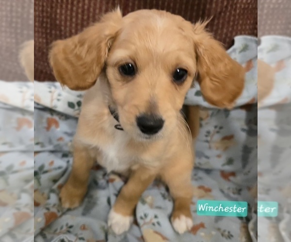 Medium Photo #11 Cavapoo Puppy For Sale in BATESVILLE, IN, USA