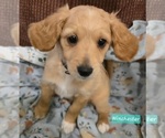 Puppy Winchester Cavapoo