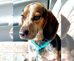Small #2 Beagle