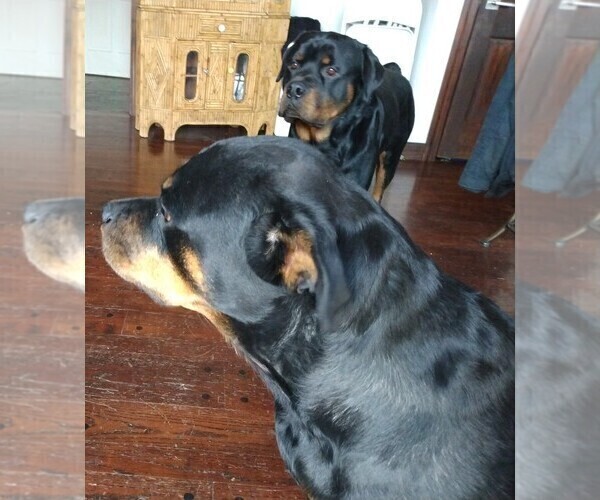 Medium Photo #12 Rottweiler Puppy For Sale in SMYRNA, TN, USA