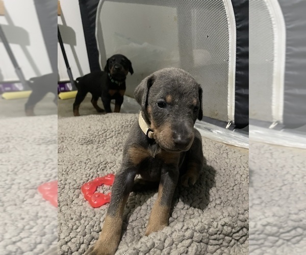 Medium Photo #4 Doberman Pinscher Puppy For Sale in GOOSE CREEK, SC, USA
