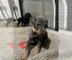 Small Photo #4 Doberman Pinscher Puppy For Sale in GOOSE CREEK, SC, USA