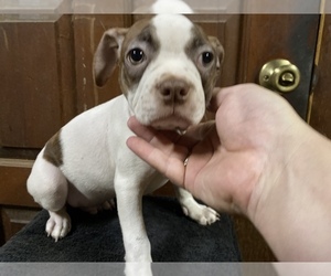 Boston Terrier Puppy for sale in GREENVILLE, PA, USA