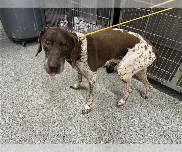 Medium Photo #1 German Shorthaired Pointer Puppy For Sale in Houston, TX, USA