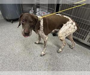 German Shorthaired Pointer Dogs for adoption in Houston, TX, USA