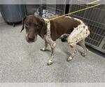 Small German Shorthaired Pointer