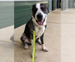Great Dane-Unknown Mix Dogs for adoption in Waterford, VA, USA