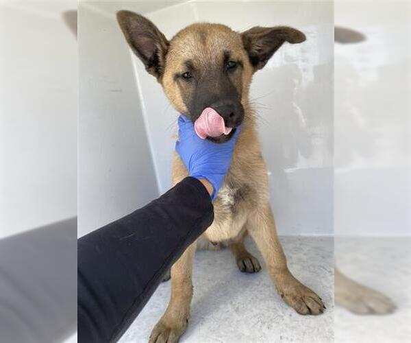 Medium Photo #1 Black Mouth Cur Puppy For Sale in Houston, TX, USA