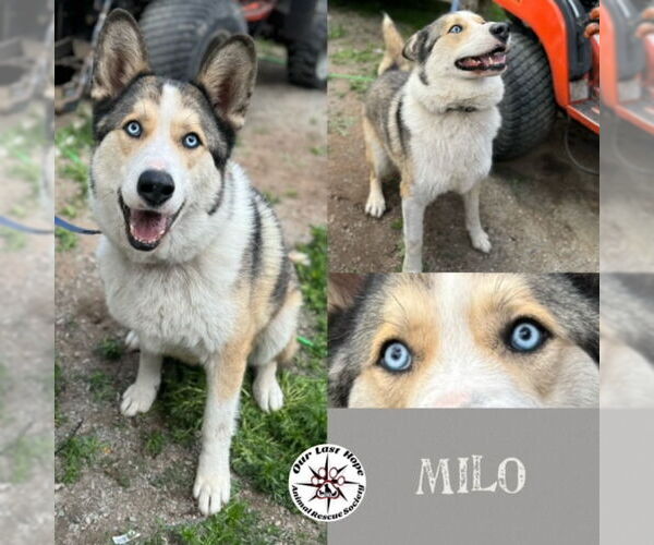 Medium Photo #1 Siberian Husky-Unknown Mix Puppy For Sale in Princeton, British Columbia, Canada