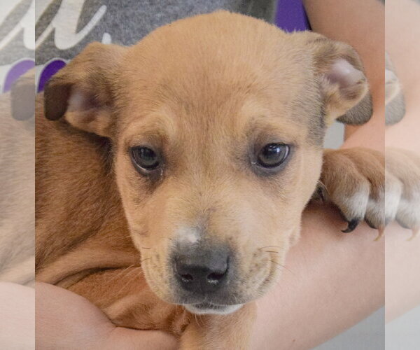 Medium Photo #2 Jack Russell Terrier-Unknown Mix Puppy For Sale in Huntley, IL, USA