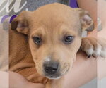 Small #1 Jack Russell Terrier Mix