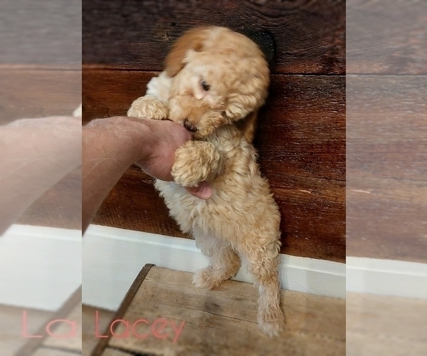 Medium Photo #4 Cavapoo Puppy For Sale in LEBANON, PA, USA
