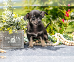 Small #1 Chihuahua