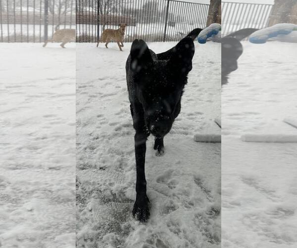 Medium Photo #3 German Shepherd Dog-Unknown Mix Puppy For Sale in Incline Village, NV, USA