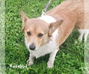 - Mix Dogs for adoption in Foristell, MO, USA